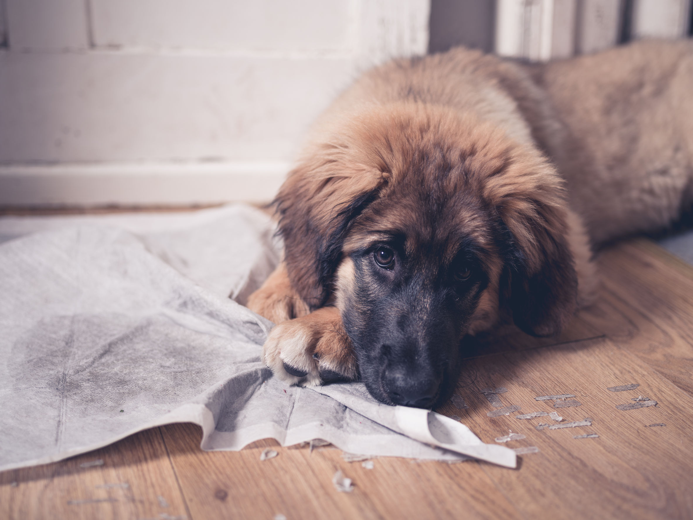 Pet Stains On Hardwood Floors Woodfloordoctor Com