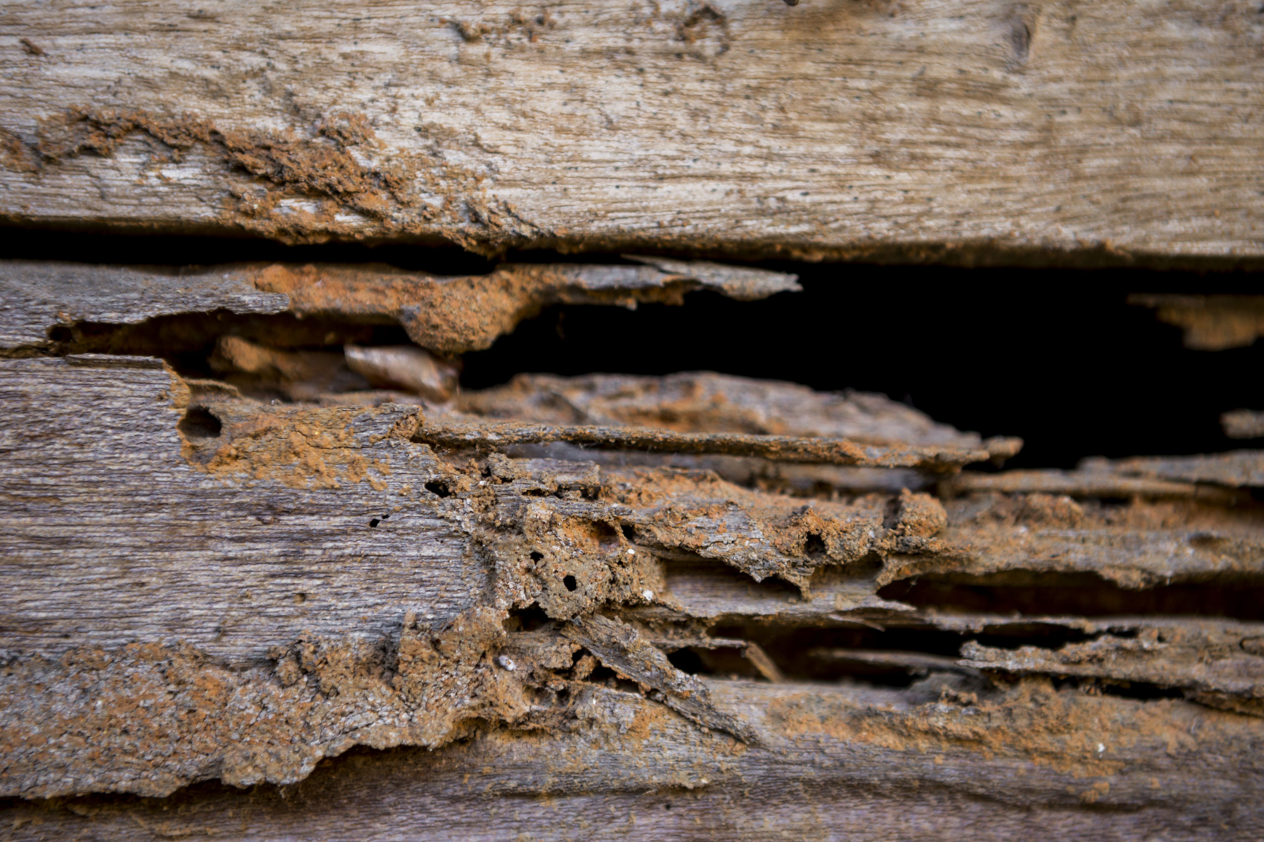 Wood Floors And Termites Woodfloordoctor Com