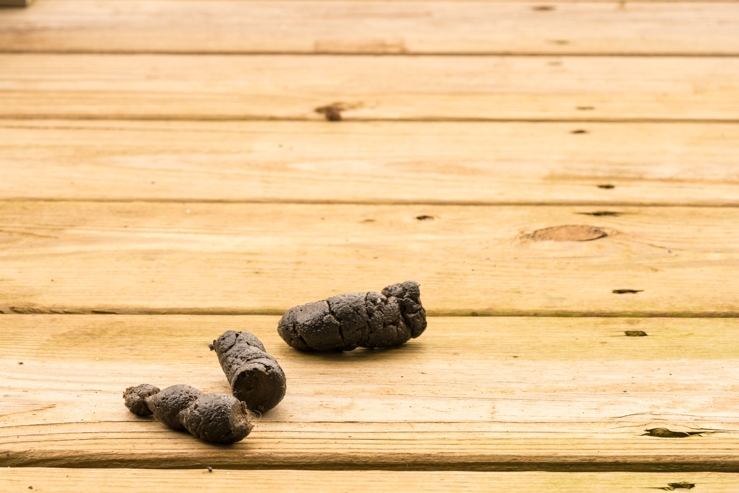 67704618 Dog Poop Left On The Wooden Boards Of An Outside Deck